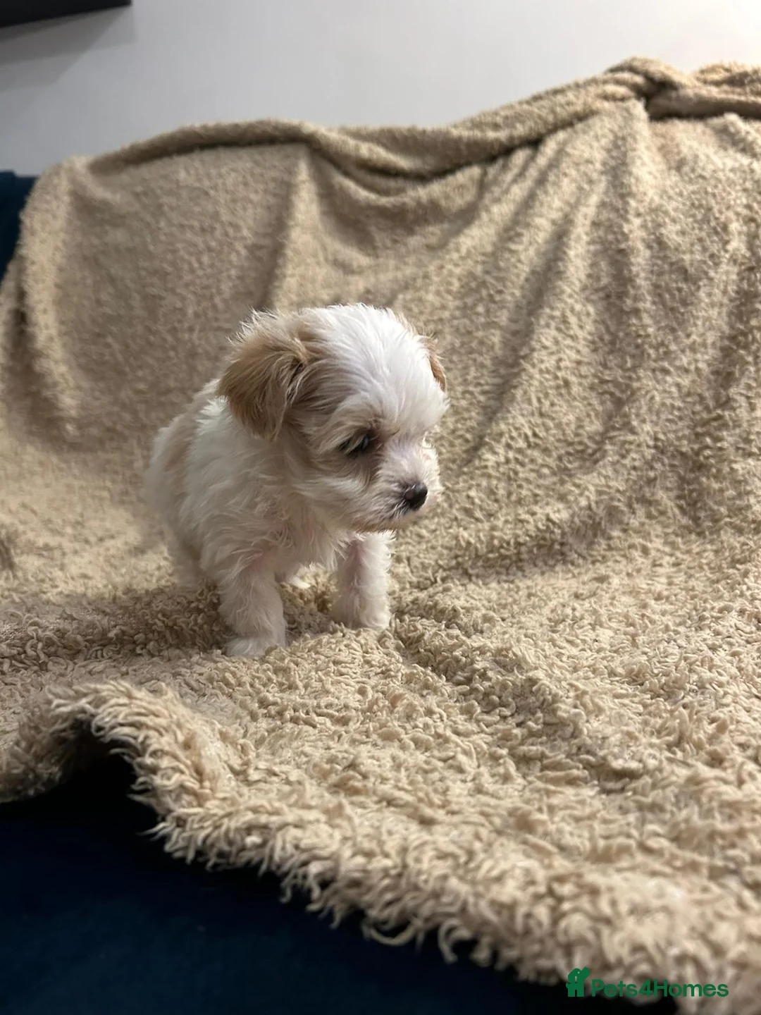 Havanese dogs for sale: Beautiful Havanese Puppies - Advert 25