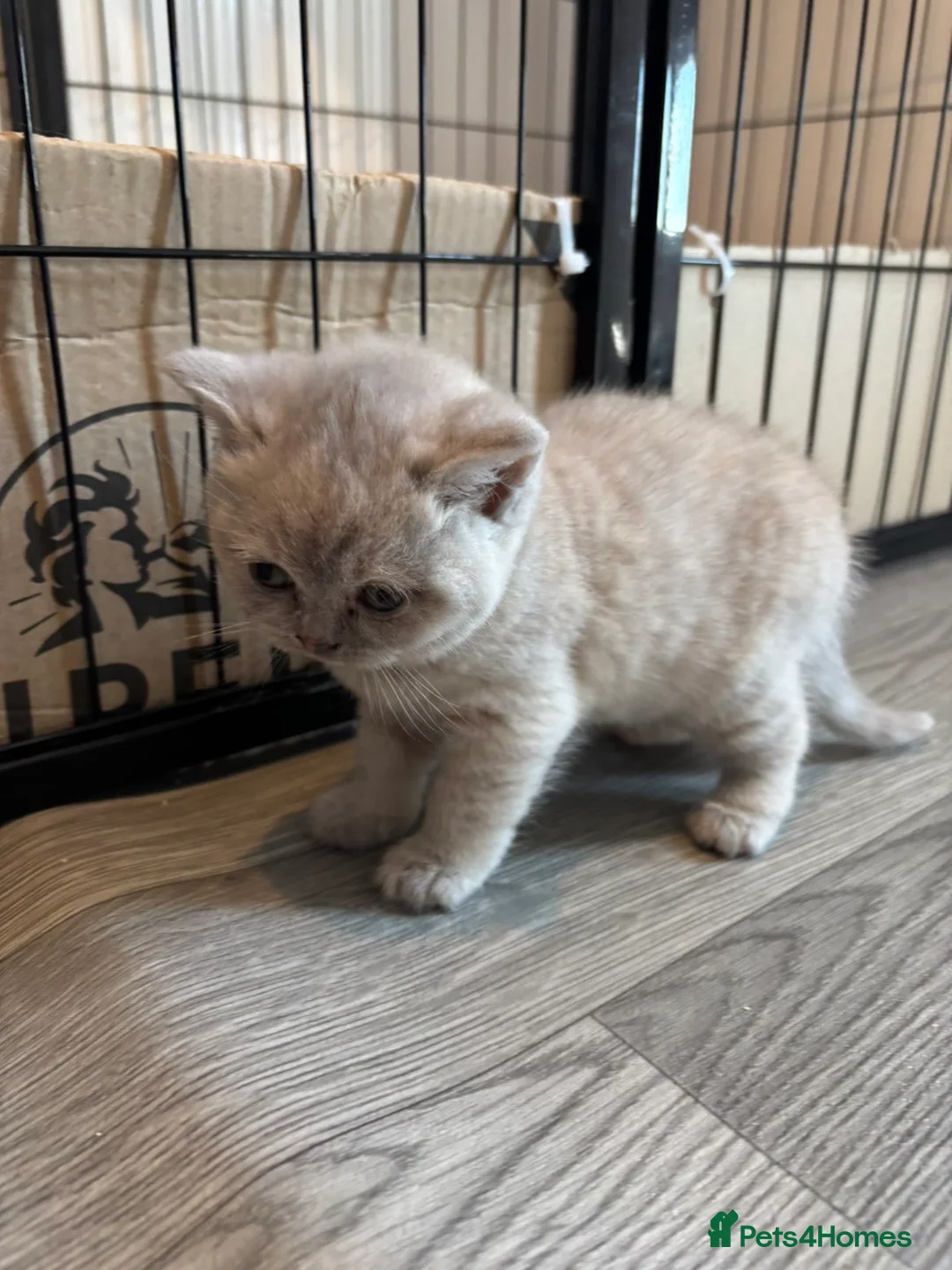 British Shorthair cats for sale: 2 British shorthair kittens  - Advert 2