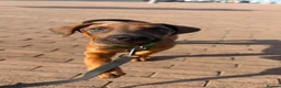 Dobermann dogs for sale: 1 FEMALE READY TO LEAVE NOW!! | Doberman pups!  - Advert 13