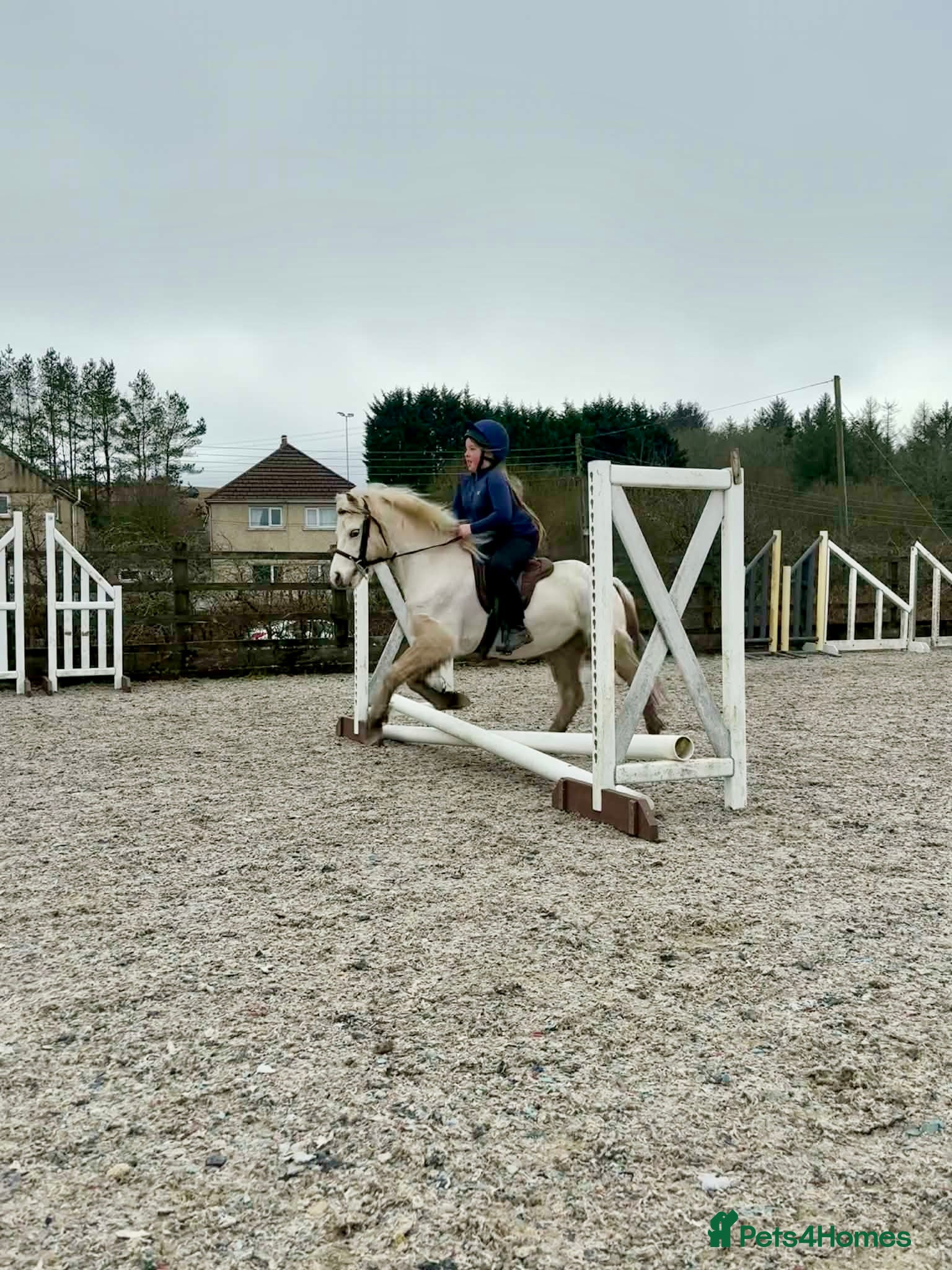 Welsh Section A horses Beautiful Palomino Gelding - Advert 10