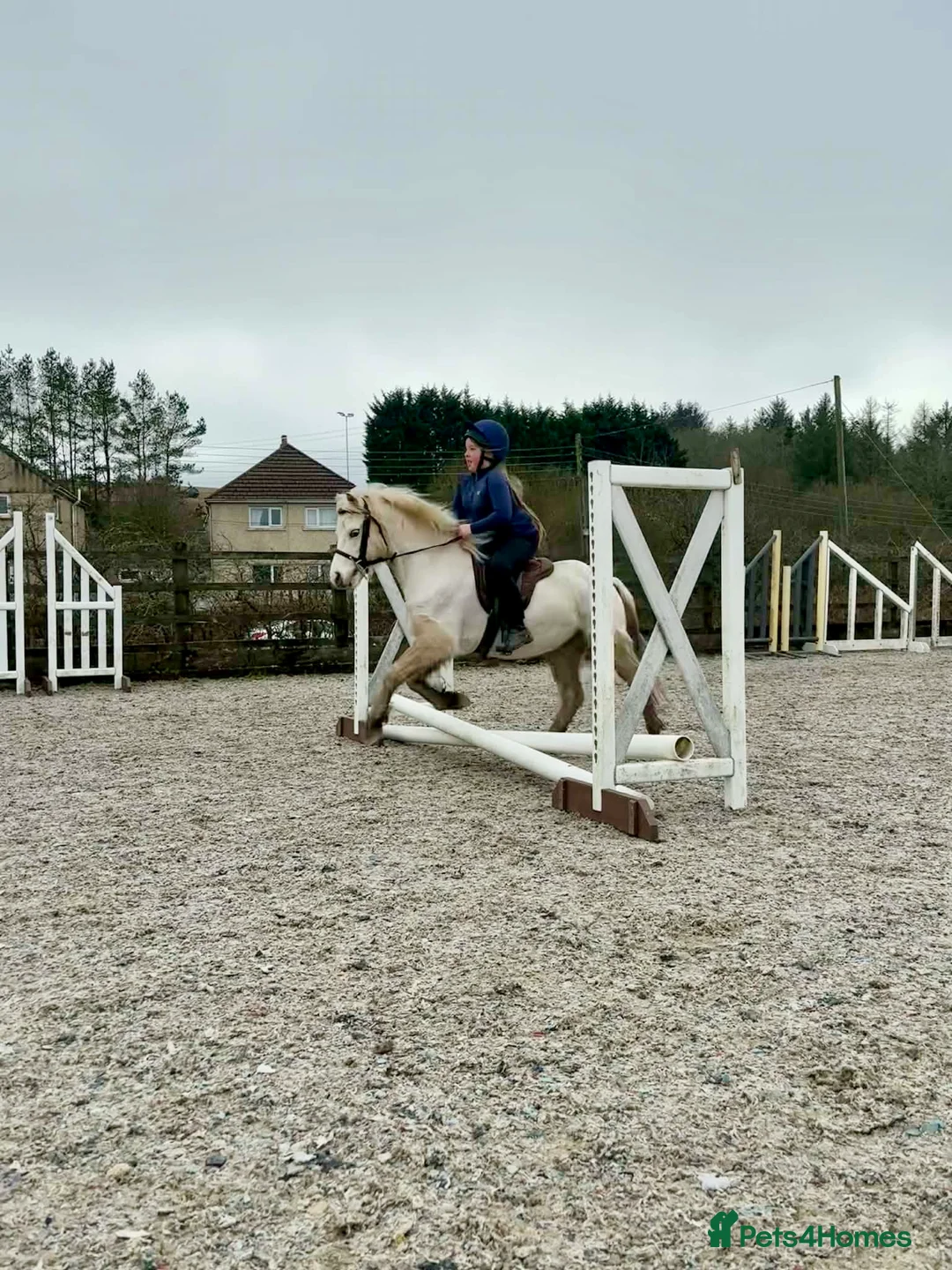 Welsh Section A horses for sale: Beautiful Palomino Gelding - Advert 1
