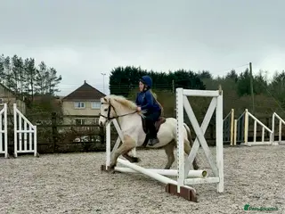 Welsh Section A horses Beautiful Palomino Gelding - Advert 11