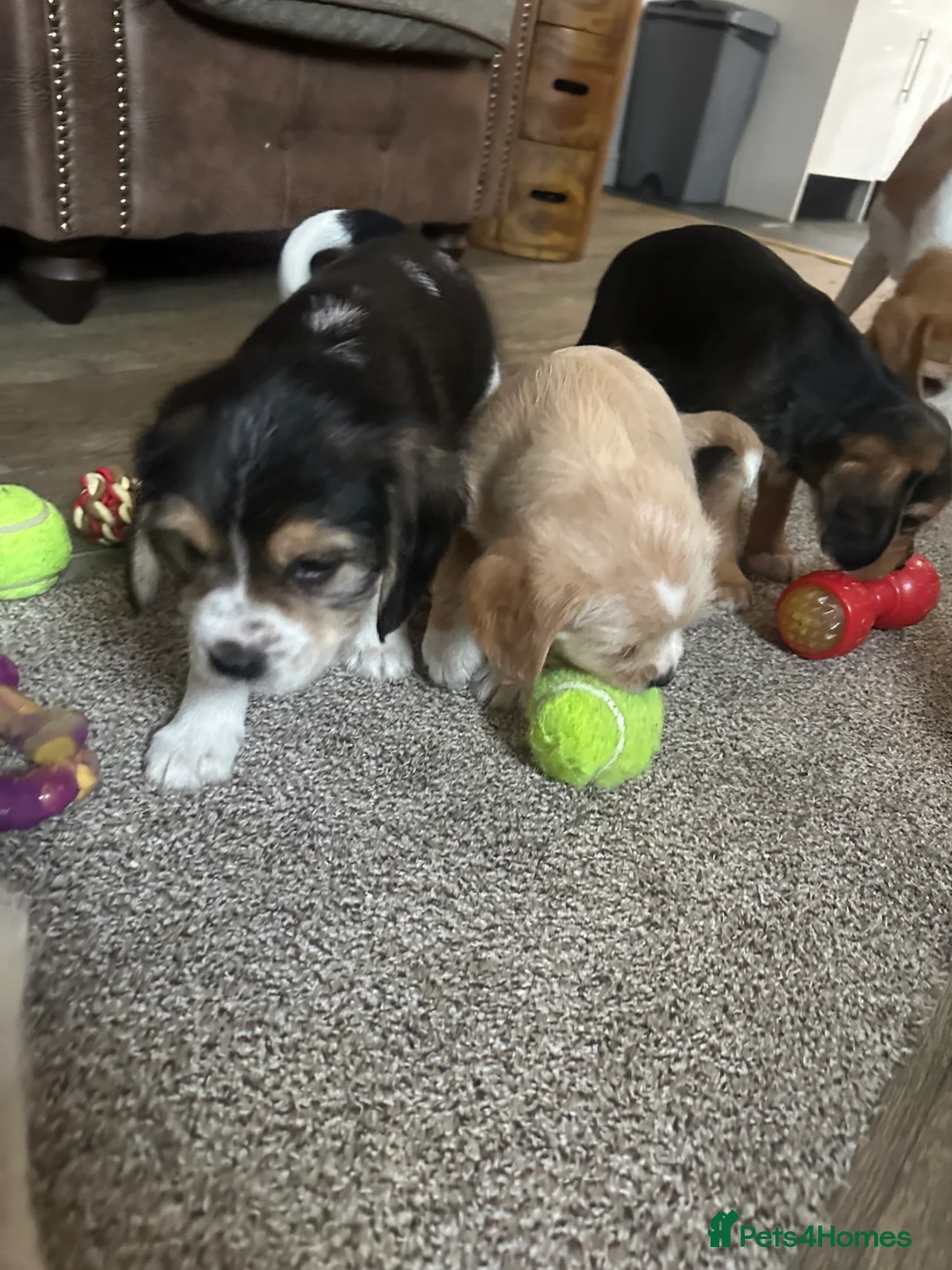Mixed Breed dogs for sale: 🐾 Absolutely adorable Beagle x Cavapoo 🐾  - Advert 13