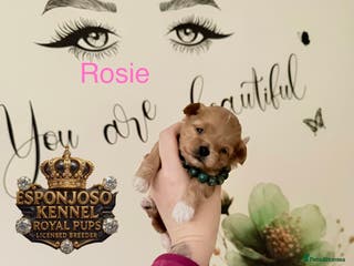 Maltipoo dogs 👑One in a Million F1 tiny Asian Maltipoo👑 - Advert 1