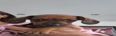 Dachshund 6
