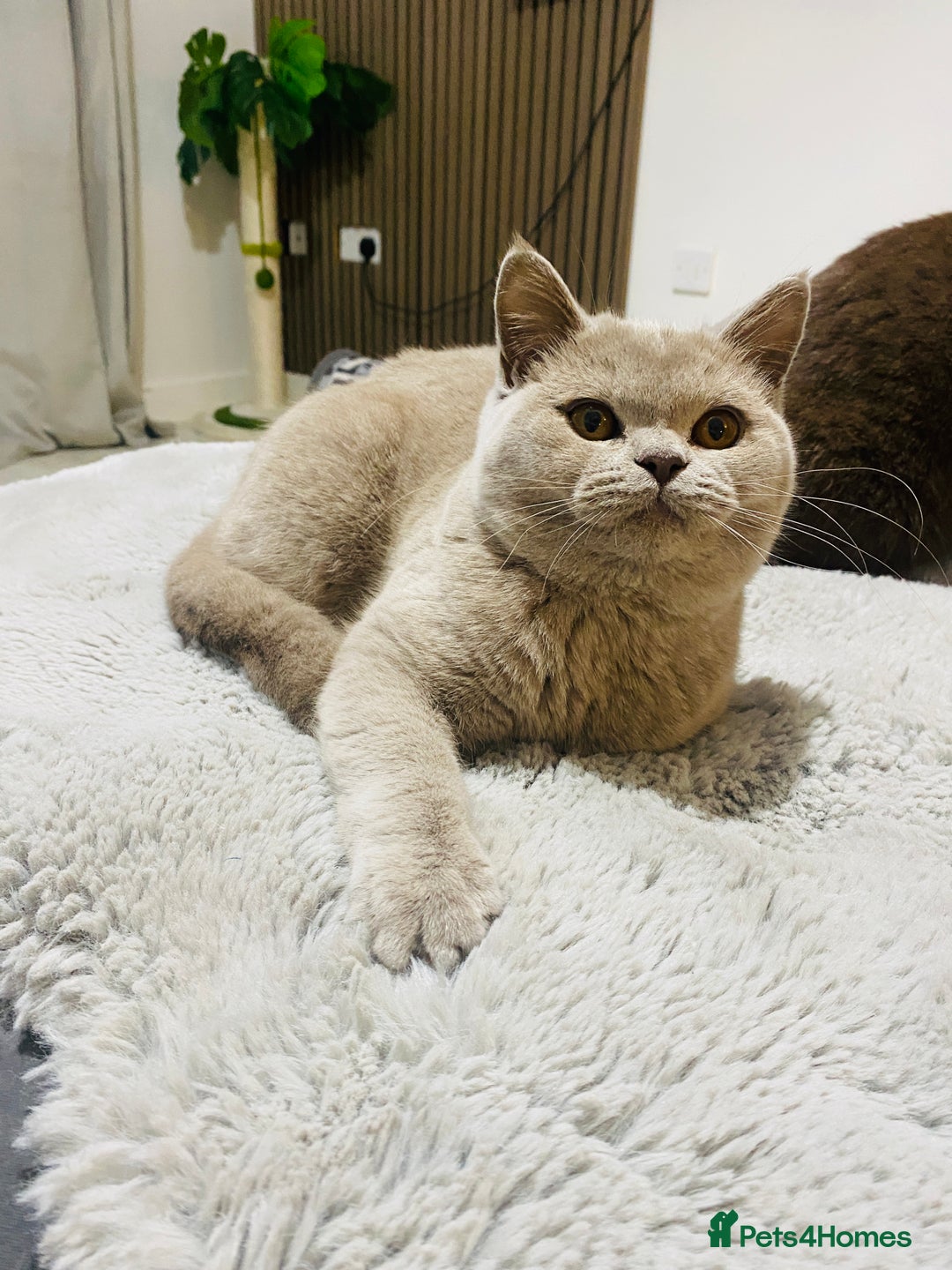 British Shorthair cats for sale: 👑 LILAC BSH reg GCCF LAST GIRL 👑 - Advert 7
