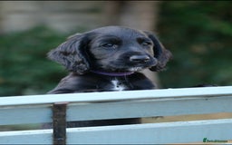 Cocker Spaniel dogs for sale: KC Registered Cocker Spaniel Puppies - Image 4