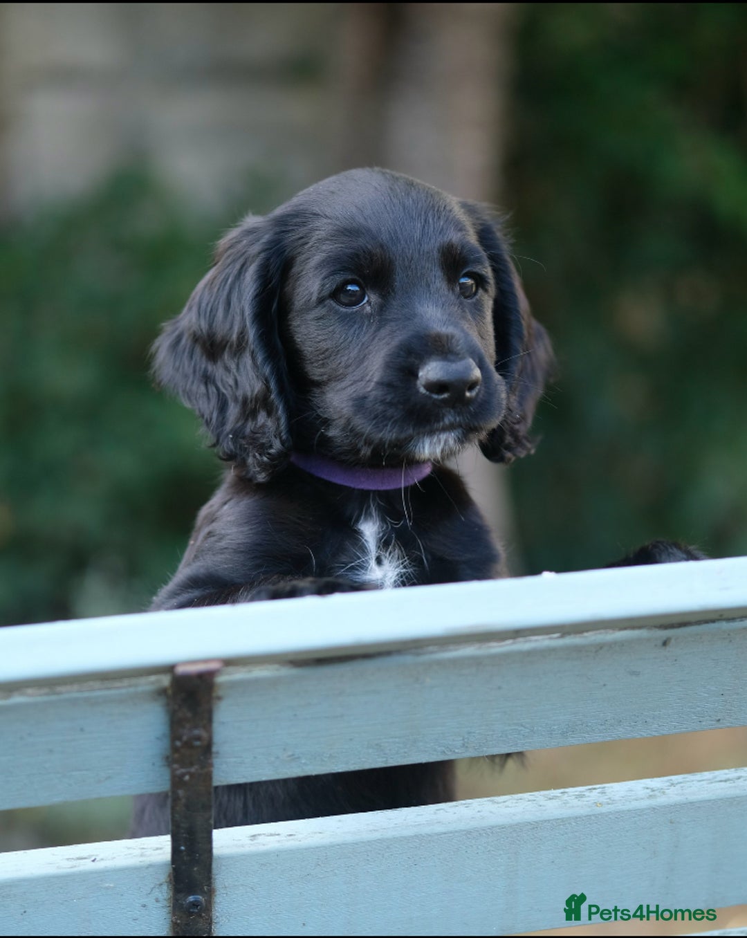 Cocker Spaniel dogs for sale: KC Registered Cocker Spaniel Puppies - Image 4