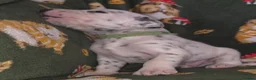 Mixed Breed dogs for sale: Dalmatian x Labrador puppies in Grimsby - Advert 22