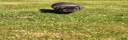 Cane Corso dogs for sale: 5 Towns Corsos Spring litter  - Advert 5