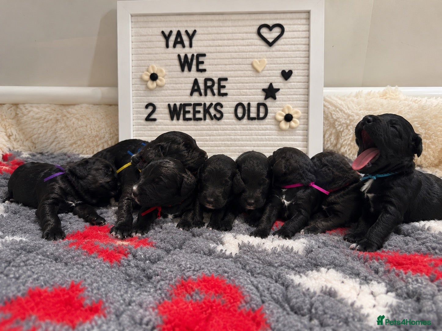 Bernedoodle dogs for sale: Quality licensed F1 Bernedoodles health tested - Advert 1