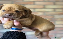 Mixed Breed dogs for sale: Bulldog de Bordeaux  - Image 16