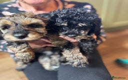Schnoodle dogs for sale: Miniature Schoodle puppies - Image 15