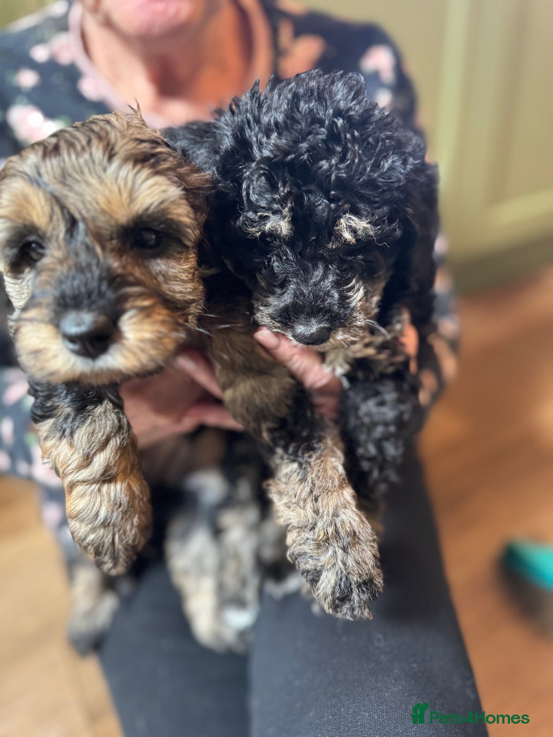 Schnoodle dogs for sale: Miniature Schoodle puppies - Image 15