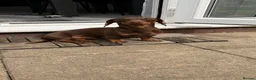 Miniature Dachshund dogs for sale: Beautiful Chocolate and Tan Miniature Dachshund  - Advert 2