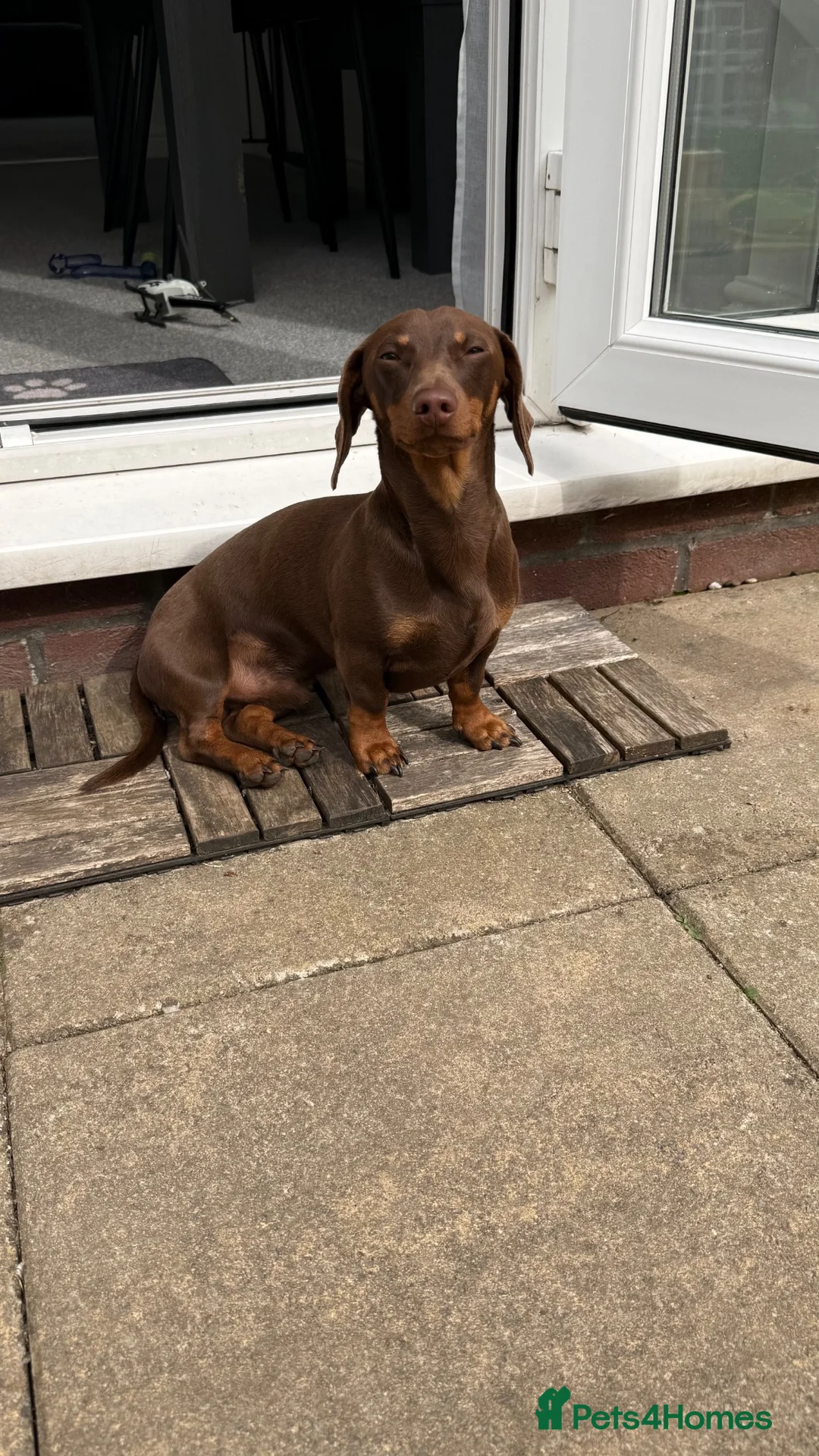 Miniature Dachshund dogs for sale: Beautiful Chocolate and Tan Miniature Dachshund  - Advert 2