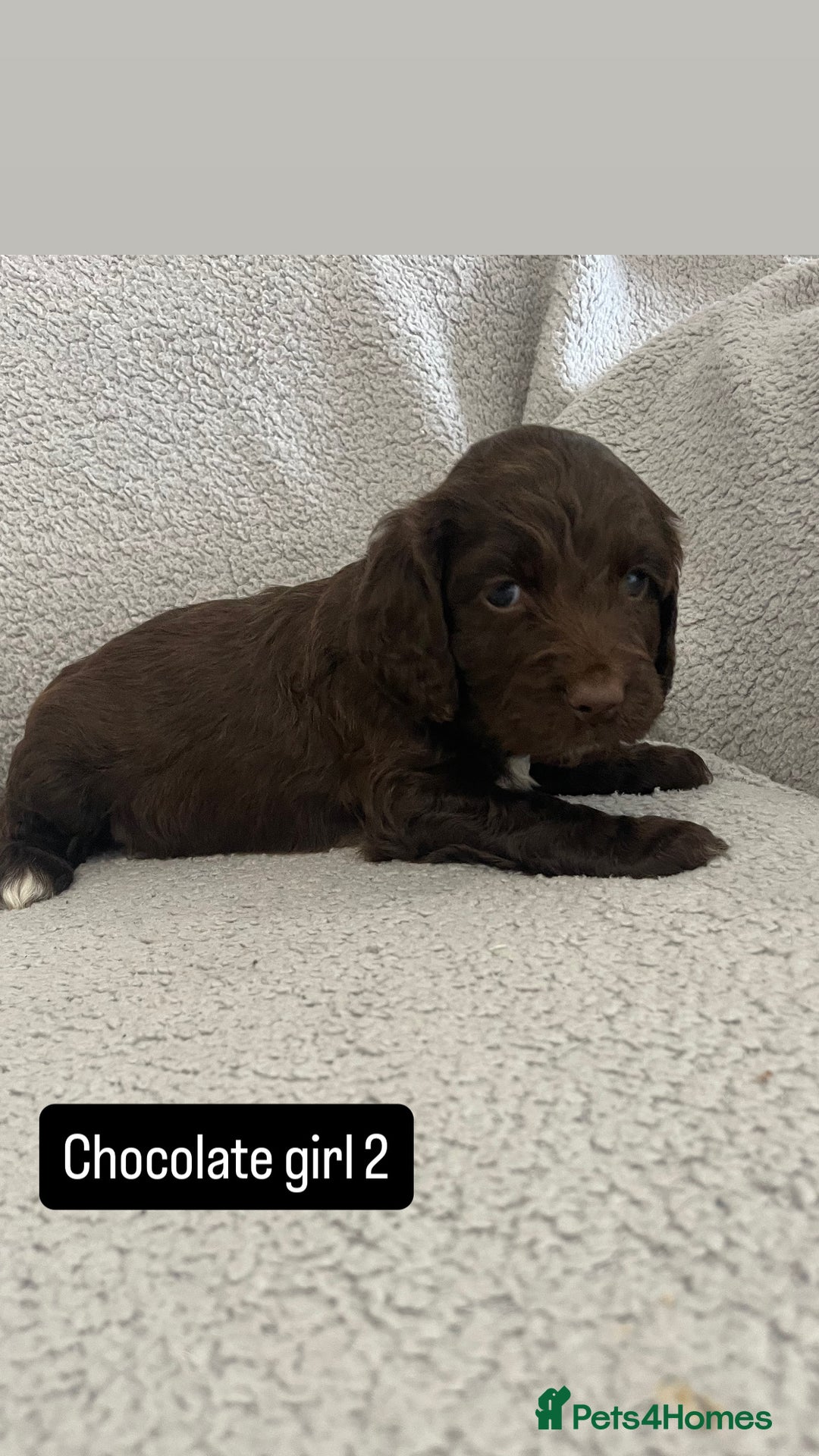 Cocker Spaniel dogs for sale: Gorgeous cocker spaniel puppies  - Image 4