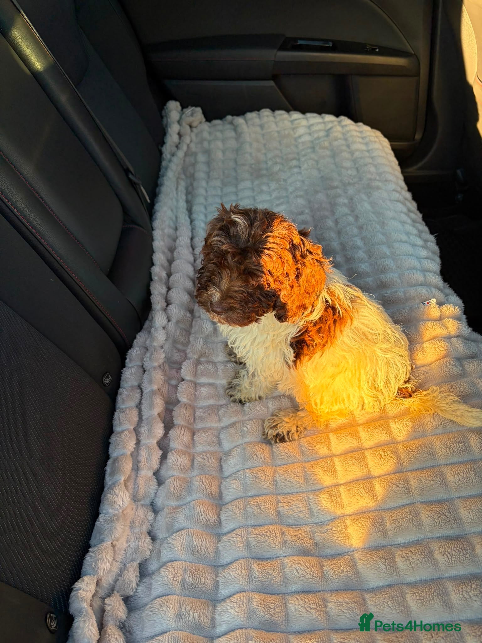 Cockapoo dogs Last male beautiful f1 cockapoos - Advert 2