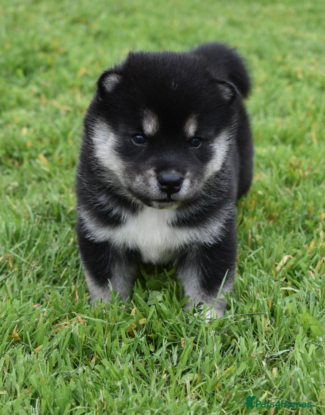 Siberian Husky dogs for sale: Beautiful Chowski puppies  - Image 25