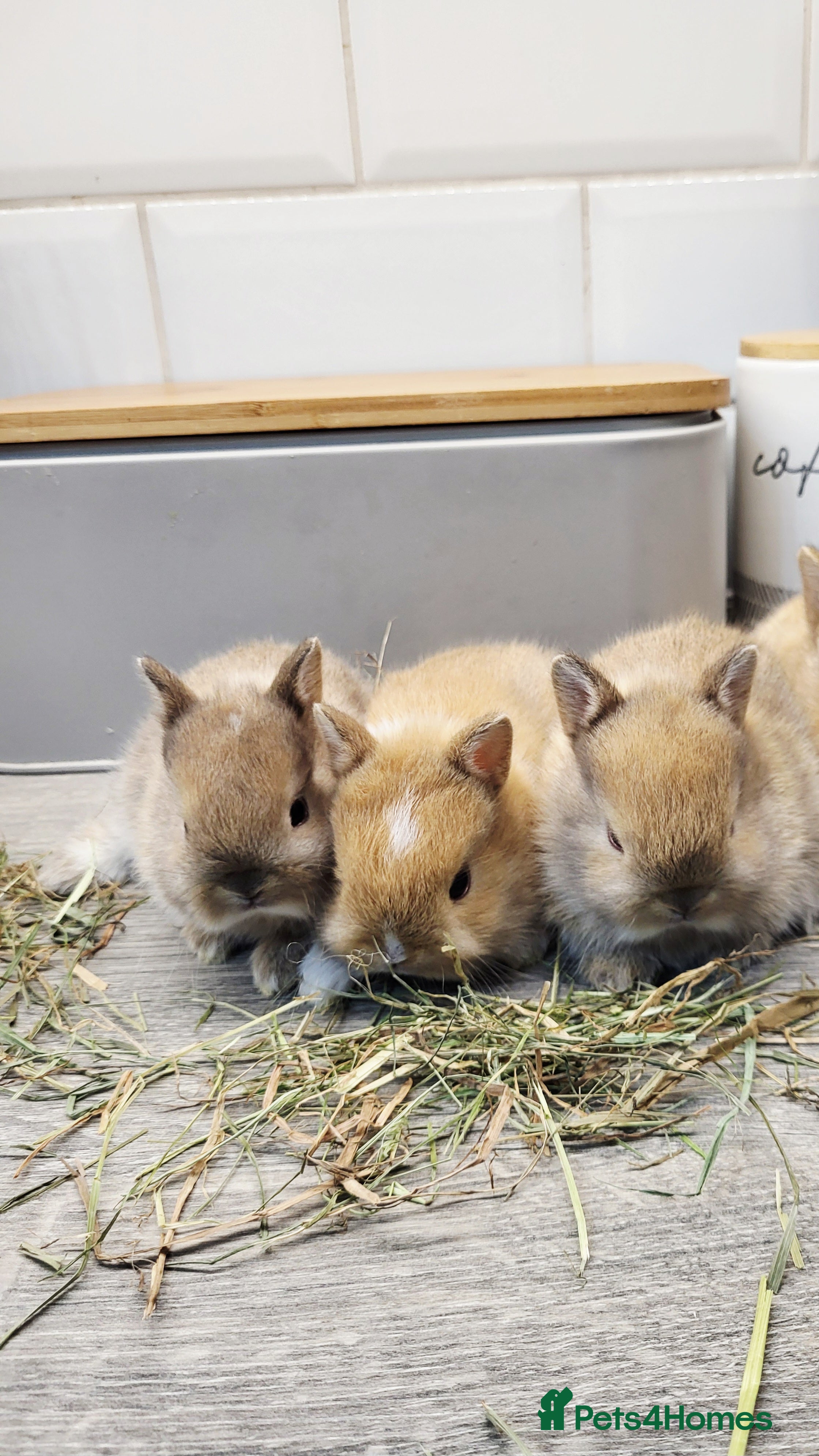 Netherland Dwarf rabbits Hi I have three little bunny ready for reserve  - Advert 15