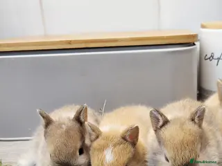 Netherland Dwarf rabbits Hi I have three little bunny ready for reserve - Advert 15