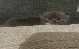 Ragdoll cats for sale: Ragdoll cats  - Image 12