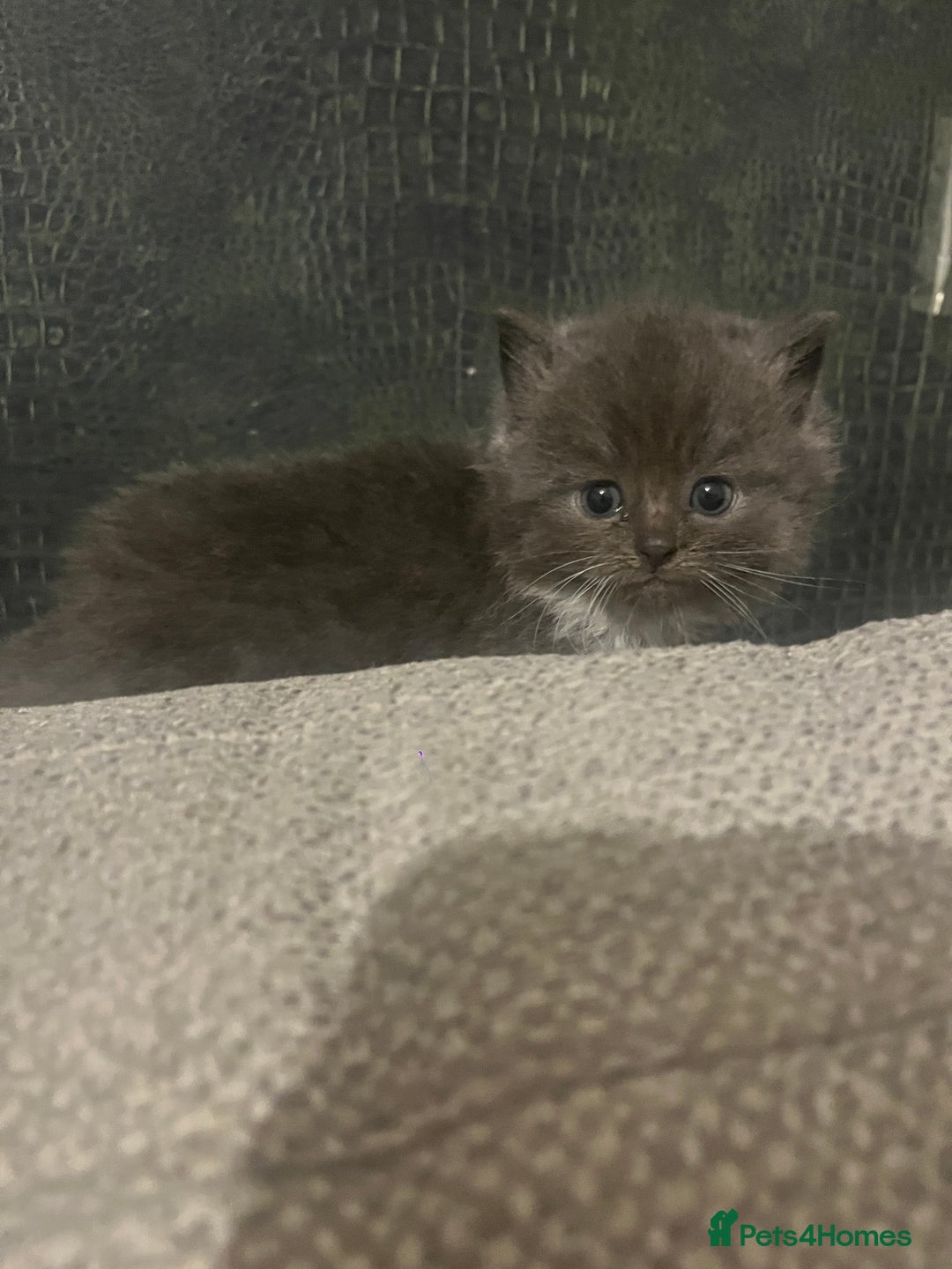 Ragdoll cats for sale: Ragdoll cats  - Image 12