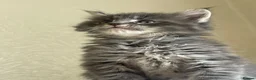 Maine Coon cats for sale: Maine Coon boy  - Advert 9
