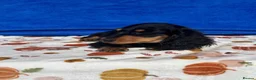 Dachshund dogs for sale: "TALLY" LONG H MINI PRA KC REG FULLY VAX  - Advert 4