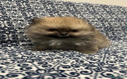 Pomeranian dogs for sale: Stunning littler of KC Pom puppies - Advert 1