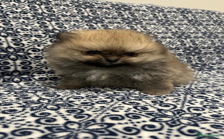 Pomeranian dogs Stunning littler of Pom puppies - Advert 8