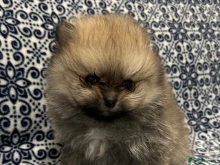 Pomeranian dogs Stunning littler of KC Pom puppies - Advert 12