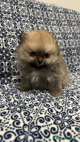 Pomeranian dogs Stunning littler of Pom puppies - Advert 1