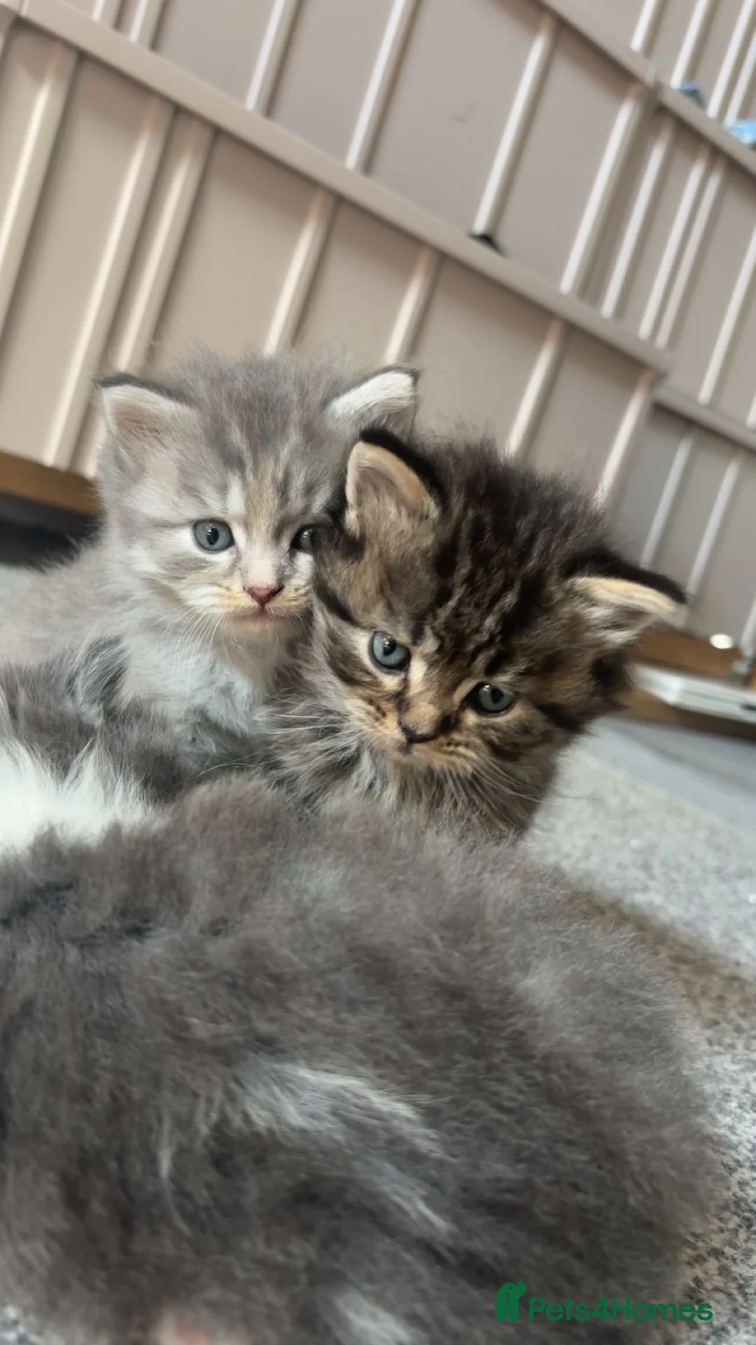 Mixed Breed cats for sale: British longhair x Ragdoll - Advert 4