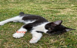 Mixed Breed cats for sale: beautiful kittens - Image 3