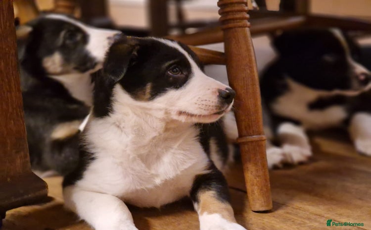 Border Collie dogs - Advert 1