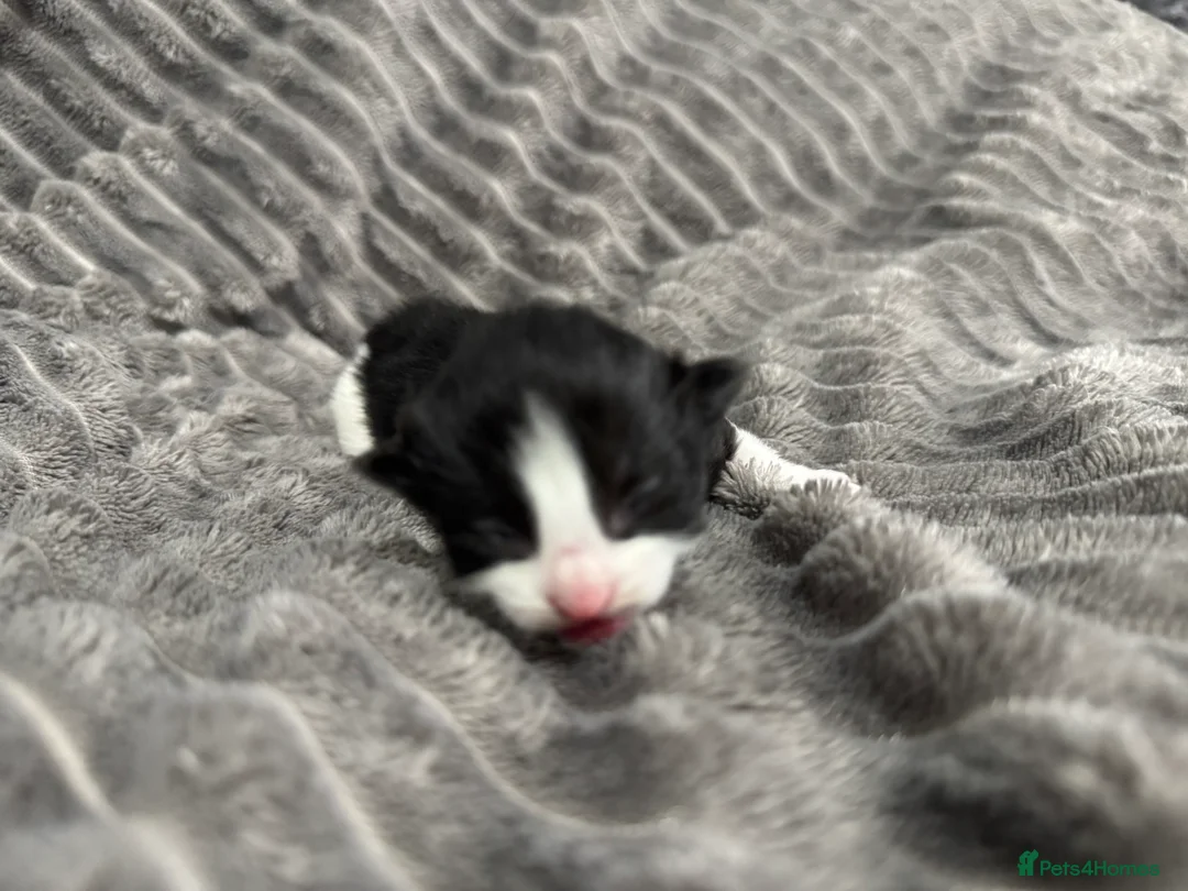 Mixed Breed cats for sale: TWO KITTENS LEFT!!! in Stoke-on-Trent - Advert 12