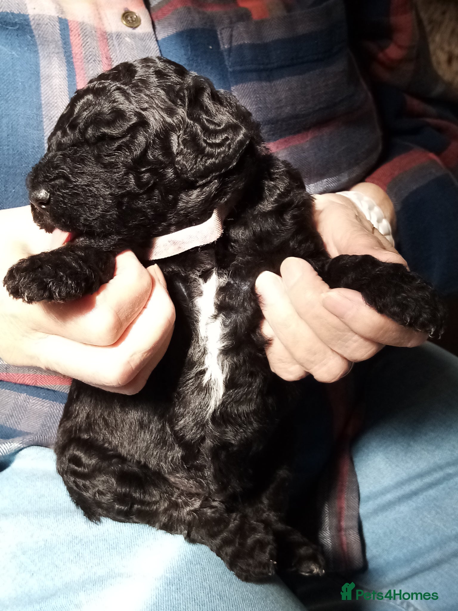 Goldendoodle dogs Goldendoodle puppies for sale - Advert 5