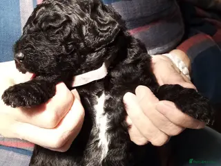 Goldendoodle dogs Goldendoodle puppies for sale - Advert 13