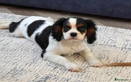 Cavalier King Charles Spaniel dogs for sale: Beautiful Tri colour KC girl - Image 2