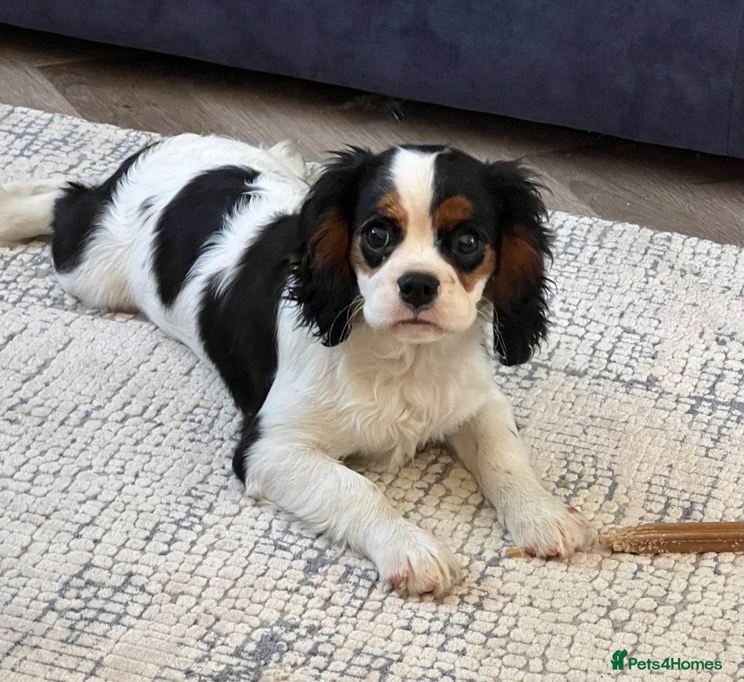 Cavalier King Charles Spaniel dogs for sale: Beautiful Tri colour KC girl - Image 2