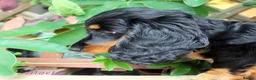 Miniature Dachshund dogs for sale: 🌟Dapple & Black Tan PRA Clear KC reg – June 26🌟 - Advert 21