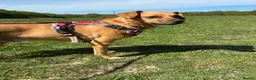 Mixed Breed dogs for sale: Peanut  - Advert 4