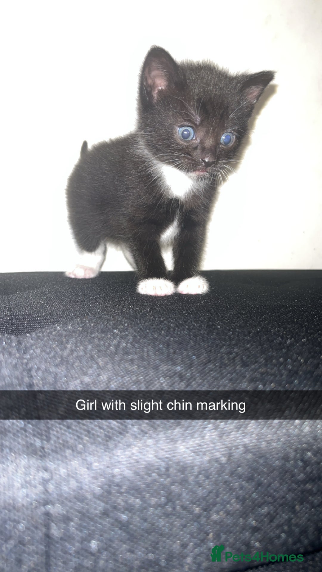Mixed Breed cats for sale: Black&White kittens - Advert 4