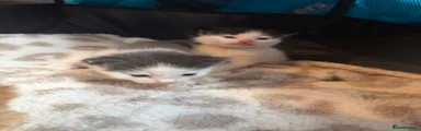 Kitten 2