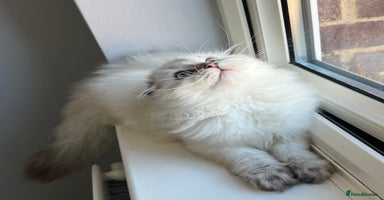 Scottish Fold cats - Advert 2