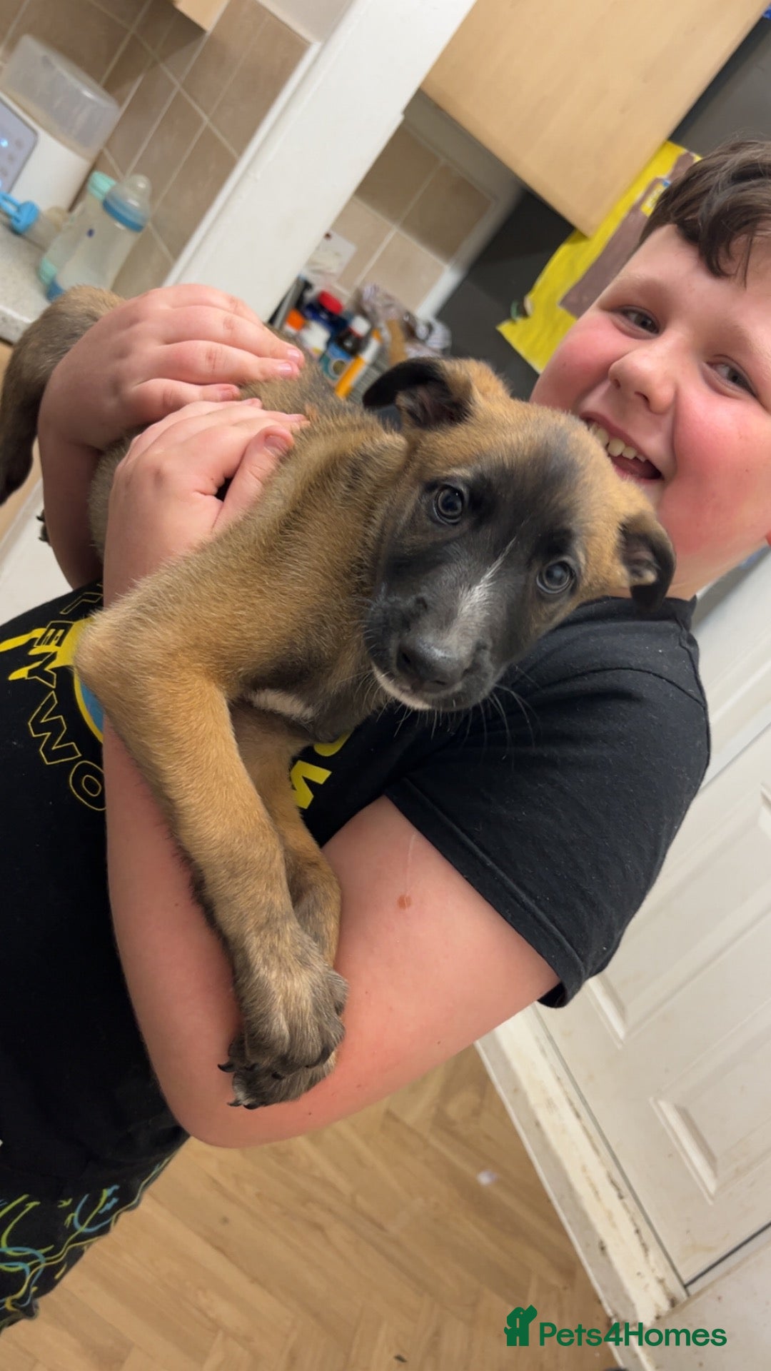 Mixed Breed dogs for sale: Mali x greyhound puppies - Advert 9