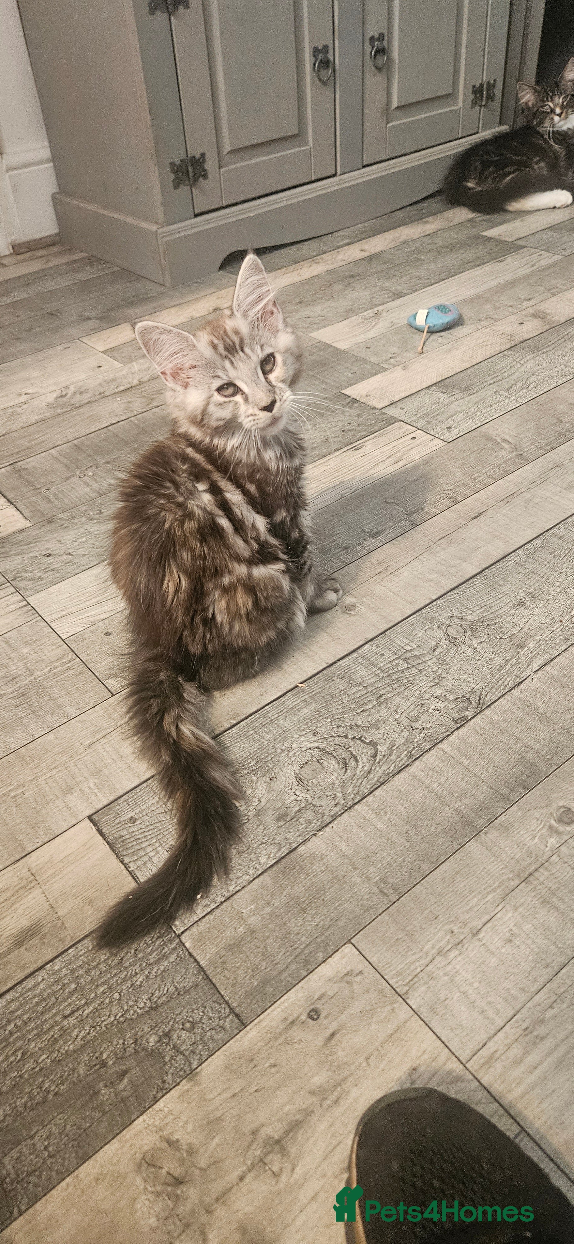 Maine Coon cats Stunning xl TICA Registered Maine coon Kittens  - Advert 2