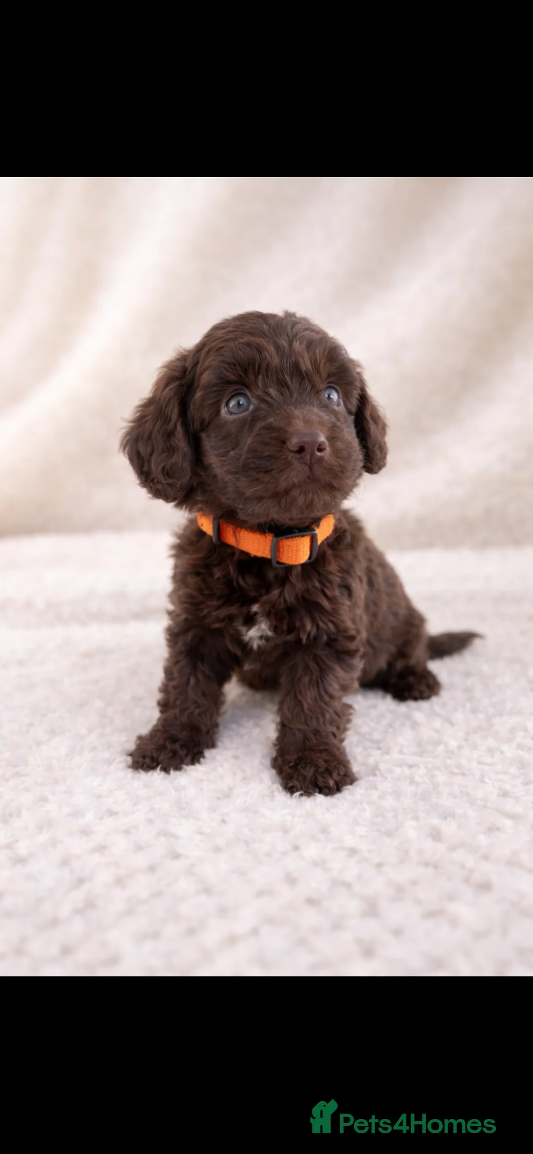 Cockapoo dogs for sale: 🐶 Beautiful Chocolate Cockapoo Puppies  - Advert 1