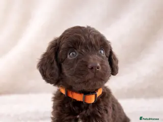 Cockapoo dogs 🐶 Beautiful Chocolate Cockapoo Puppies - Advert 6